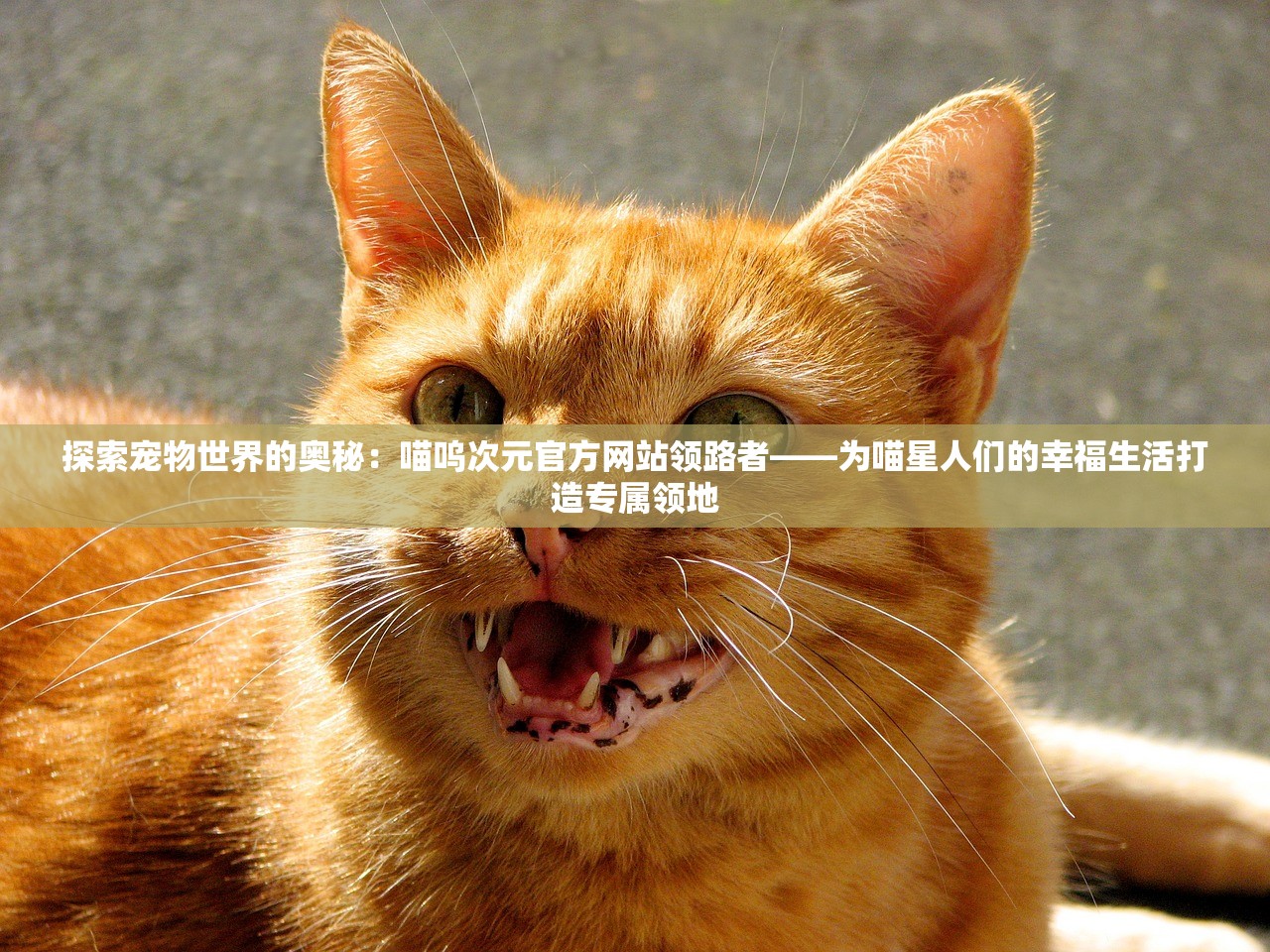 (口袋四驱车怎么刷车)口袋四驱车刷零件，改装与优化的深度探讨