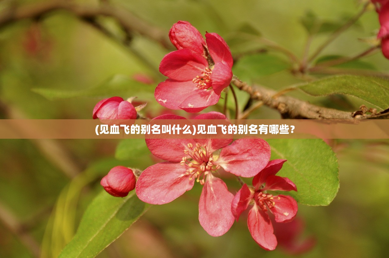 (二战纪录片天启国语版13集)二战纪录片天启国语版，历史深处的回声与启示