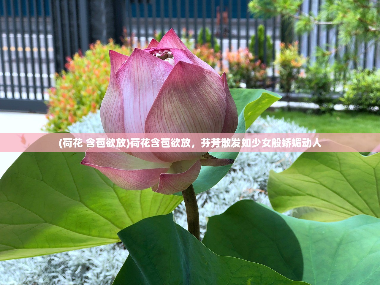 (辰斯特传说官网)辰斯特传说人物图鉴，探寻神秘世界的英雄传奇