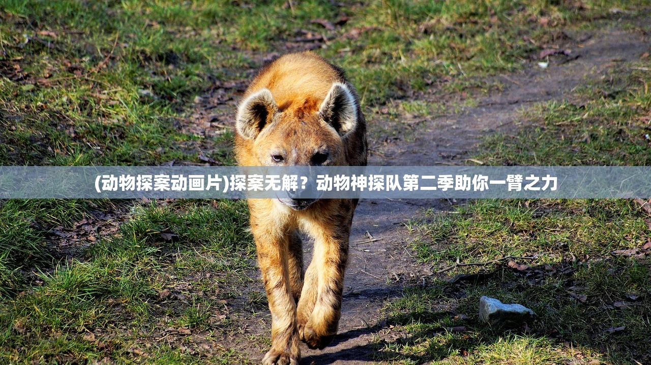 (道天录最强阵容2024)道天录最强阵容，策略分析与深度解读