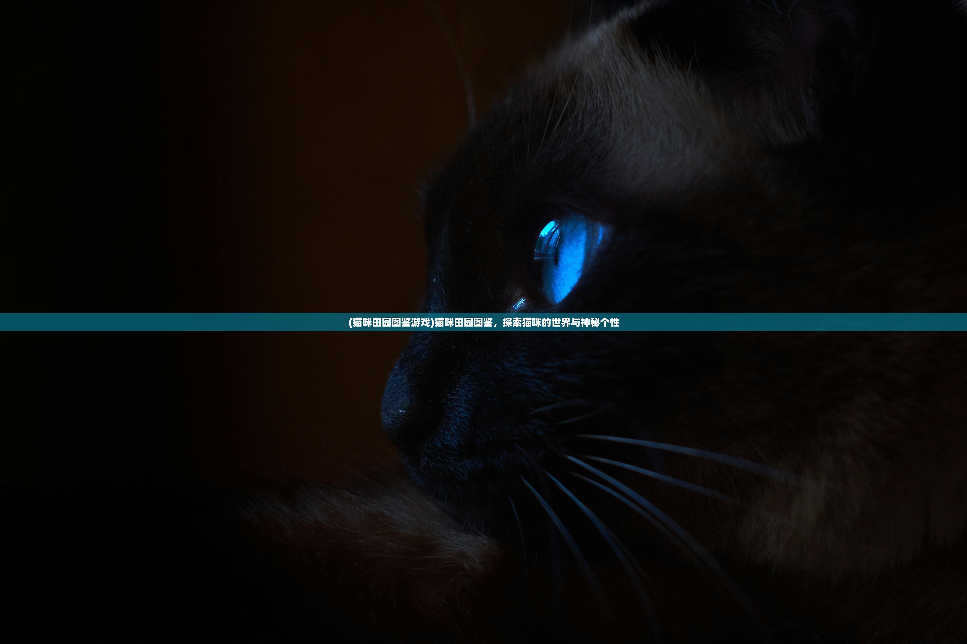 (猫咪田园图鉴游戏)猫咪田园图鉴，探索猫咪的世界与神秘个性