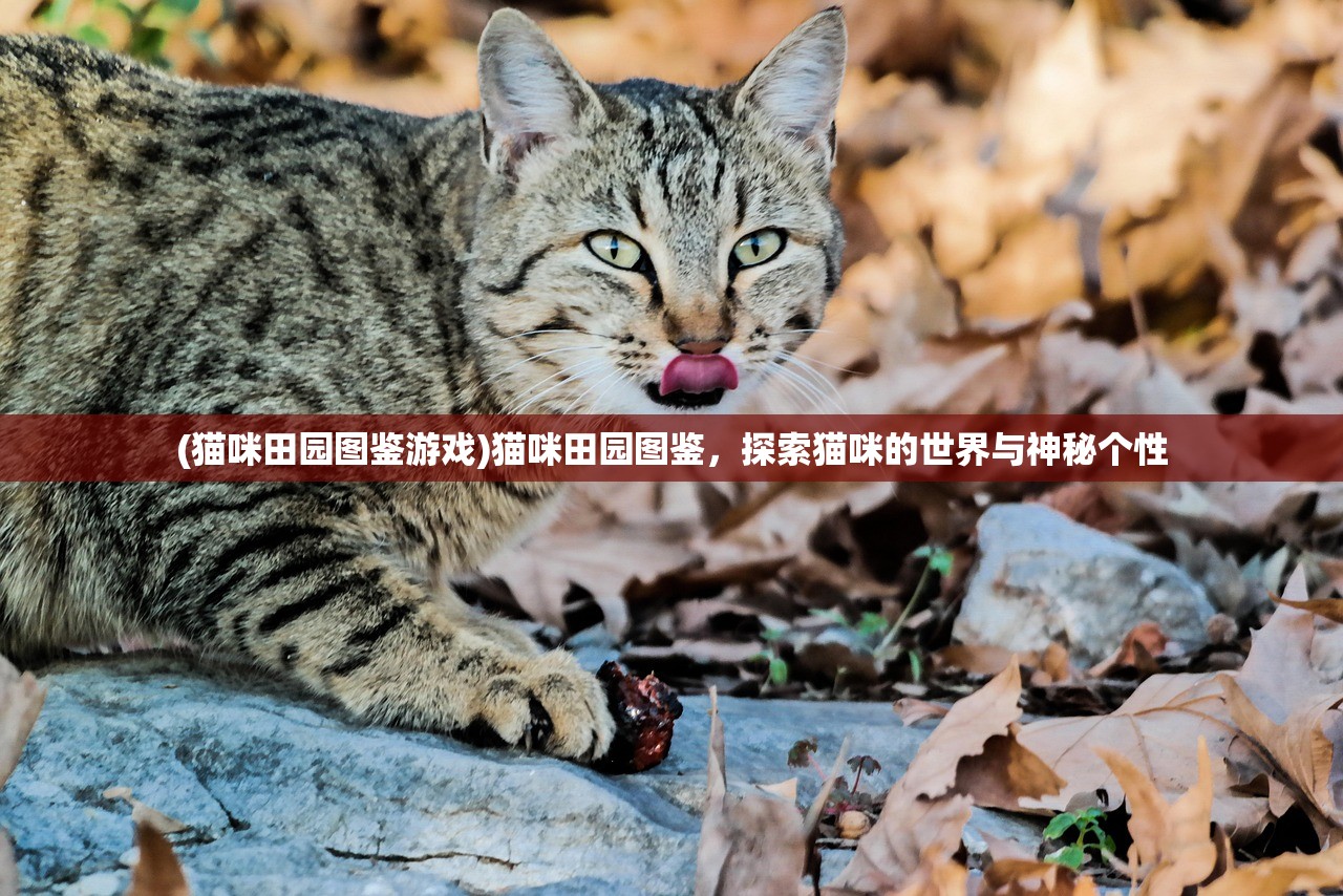 (猫咪田园图鉴游戏)猫咪田园图鉴，探索猫咪的世界与神秘个性