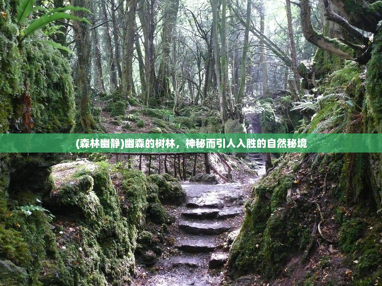 (森林幽静)幽森的树林，神秘而引人入胜的自然秘境