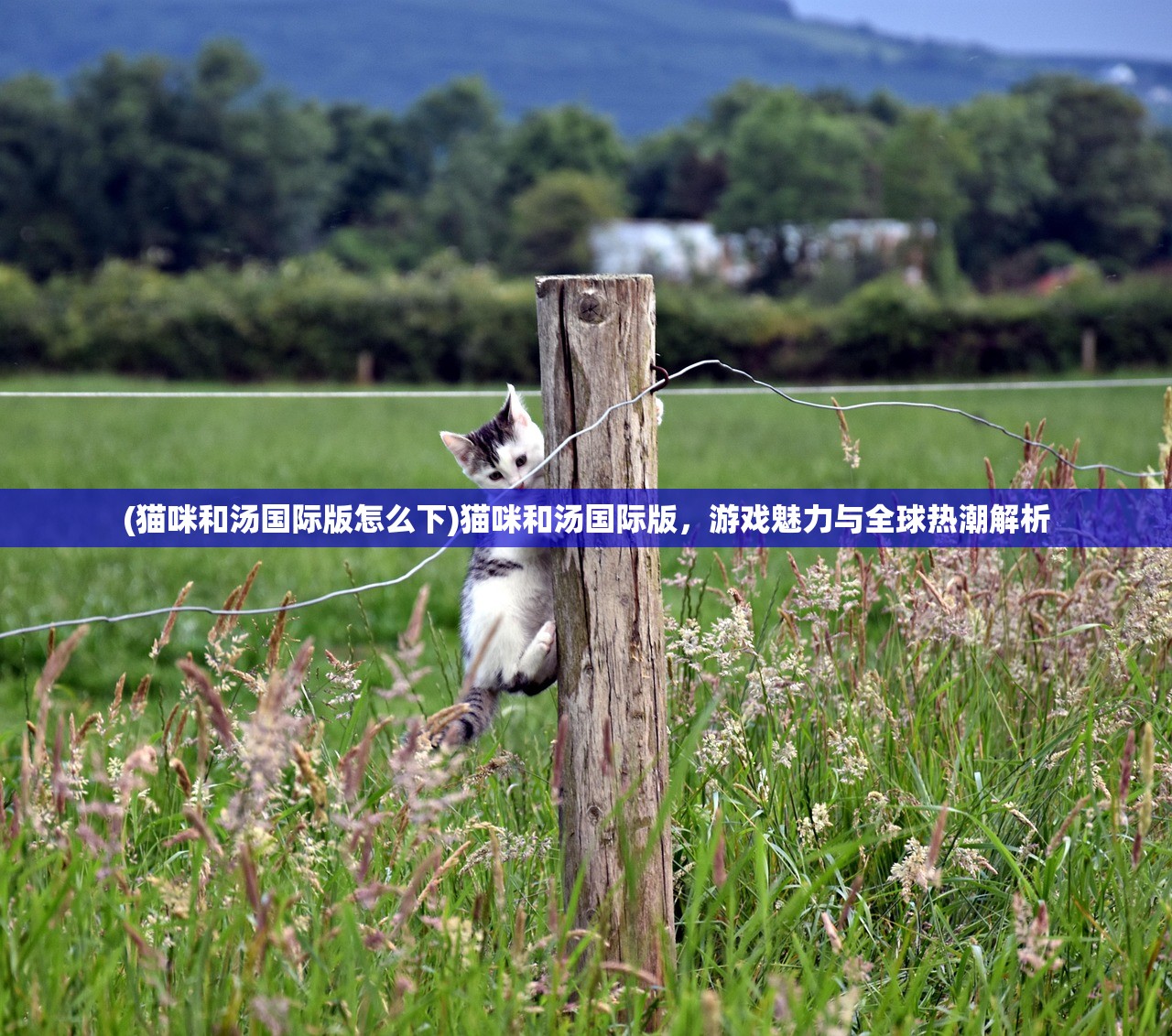 (猫咪和汤国际版怎么下)猫咪和汤国际版,游戏魅力与全球热潮解析 (猫咪和汤国际版怎么下)猫咪和汤国际版,游戏魅力与全球热潮解析