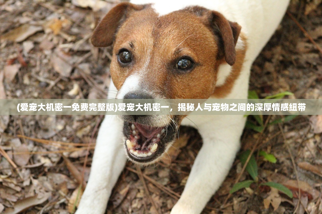 (爱宠大机密一免费完整版)爱宠大机密一,揭秘人与宠物之间的深厚情感纽带 (爱宠大机密一免费完整版)爱宠大机密一,揭秘人与宠物之间的深厚情感纽带