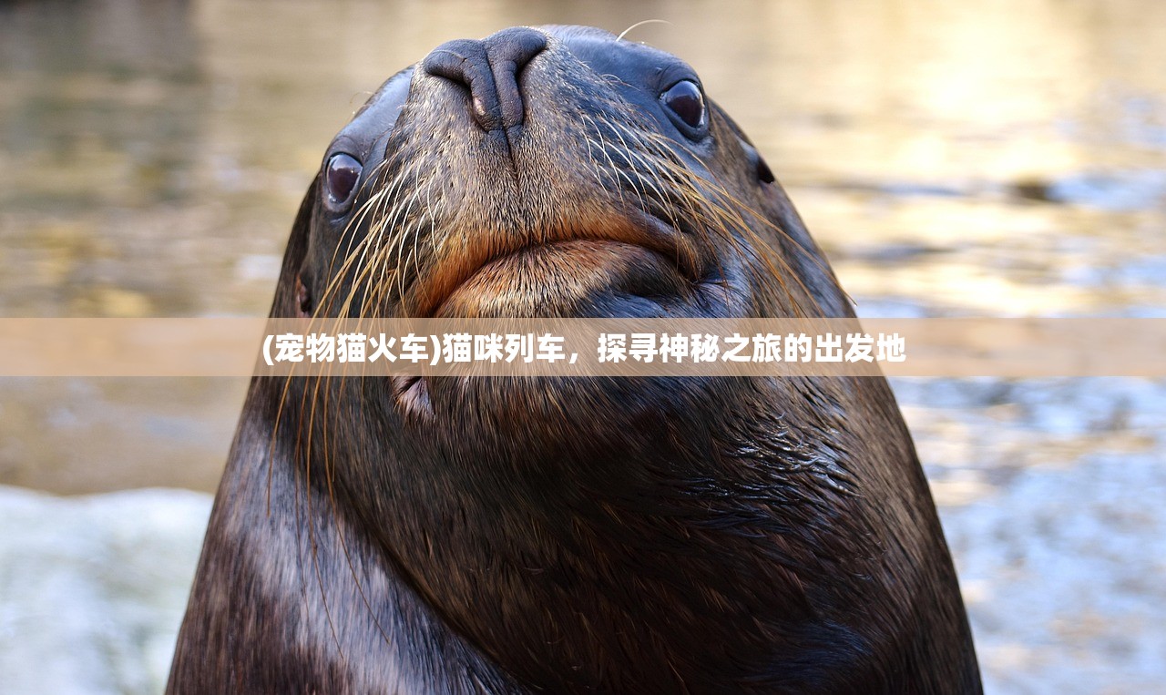 (宠物猫火车)猫咪列车,探寻神秘之旅的出发地 (宠物猫火车)猫咪列车,探寻神秘之旅的出发地